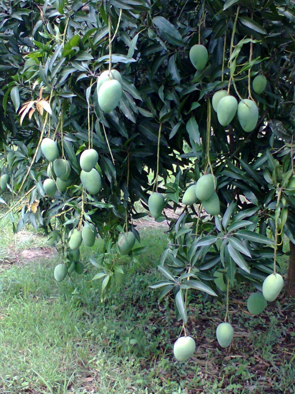 Sell Fresh Mango of Rajshahi