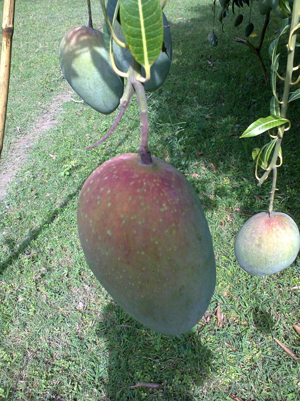 Buy fresh Mango of Rajshahi 